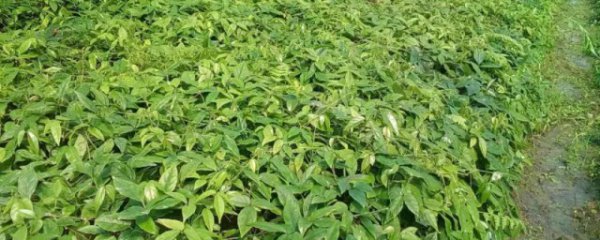 关于三叶青怎么种 怎么种植三叶青,接下来小编为网友介绍