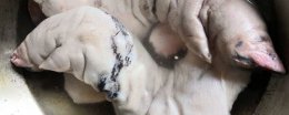 吃什么东西补胶原蛋白？ 吃什么东西补胶原蛋白多