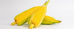常吃玉米能减肥吗 吃玉米能不能减肥