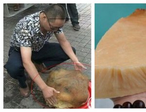 【千年太岁】太岁是什么？ 太岁有抗癌提升免疫力功效