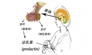 泌乳素高不孕怎么办 先找病因
