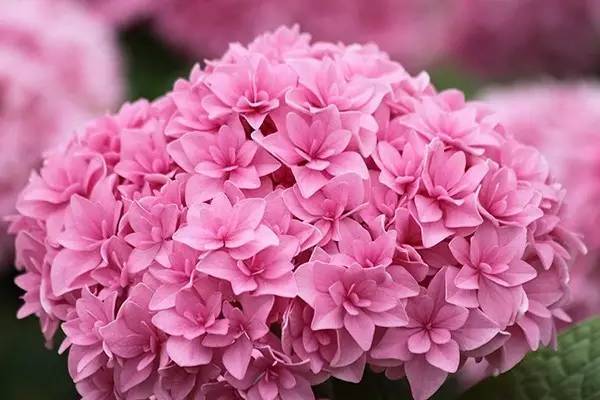 百雀羚三生花系列 百雀羚三生花系列怎么样?