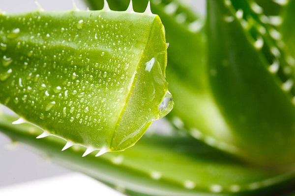 芦荟胶囊哪个品牌最好 排毒养颜和芦荟胶囊哪个好?