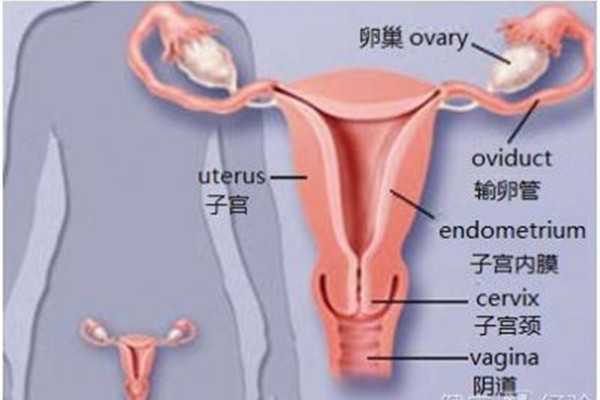 女性子宫囊肿 女性子宫囊肿是怎么引起的
