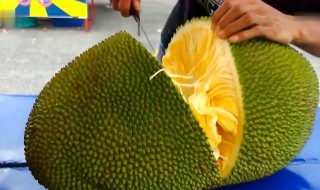 菠萝蜜怎么吃 怎么吃菠萝蜜