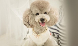 宠物怎么美容 宠物美容方法