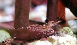 观赏虾怎么养 观赏虾饲养方法