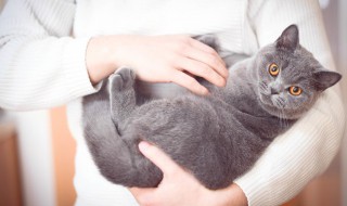 野生猫咪怎么驯服 野猫怎么驯服 如何驯服野猫