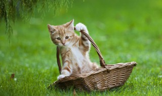 猫咪名字独特小众 奶凶奶凶可爱猫咪名字