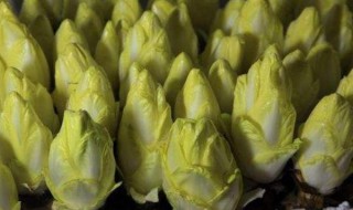 玉兰菜怎么种植 菊苣种植方法具体如下