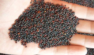 油菜籽收购价格 油菜籽的具体贮藏方法