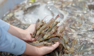 黑壳虾繁殖速度 黑壳虾繁殖的注意事项