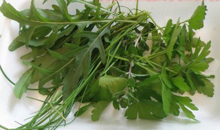 芝麻菜种植方法 芝麻菜种子怎么种植