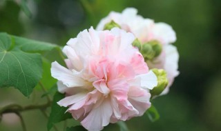 芙蓉花怎么浇水方法 芙蓉花浇什么水最好
