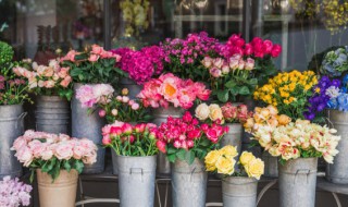 冬季月季花怎么护养 月季花的冬季养殖方法