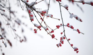小雪节气应节美食有哪些 小雪节气吃什么传统食物最好