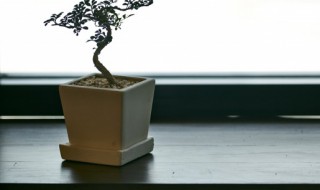 花盆洞如何封不漏水 花盆洞如何封不漏水