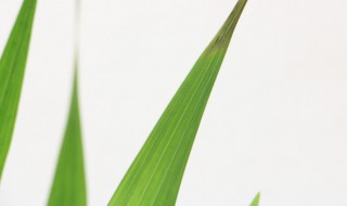 唐菖蒲的四季养护要点 唐菖蒲的四季如何养护