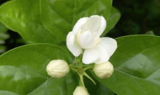 茉莉花的生长周期 茉莉花的生长周期是如何