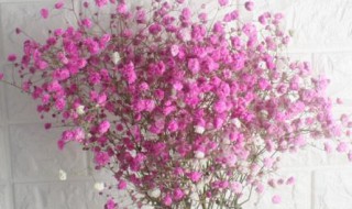代表初恋可用于告白的花 什么花代表初恋可用于告白