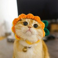 母橘猫猫什么时候发腮 养宠经验：橘猫母猫不会发腮吗