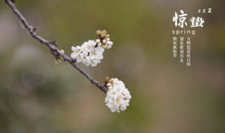 惊蛰寓意是什么意思 惊蛰寓意是啥意思