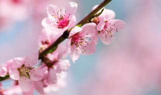 桃花树适合哪里种植 桃花树适合什么地方种植