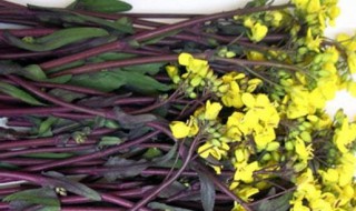 红菜苔的营养价值与功效 红菜苔的简介
