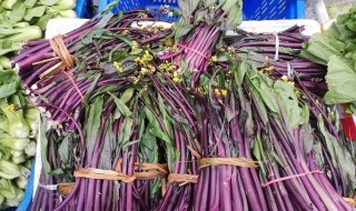 红菜苔补血吗 吃红菜苔可以补血吗