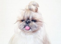 给你家狗狗准备美美的扎发吧 爱犬最新创意唯美扎发 做合格铲屎官