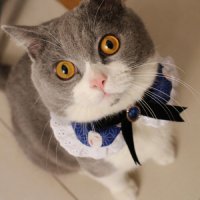 田园猫吃什么可以发腮 养宠经验：田园橘猫猫如何发腮