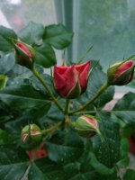 4.17日开日，花苞头越来越膨胀，莫奈已奶白