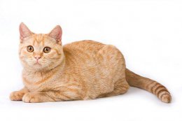中华田园猫能不能发腮 养宠经验：中华田园橘猫容易发腮吗